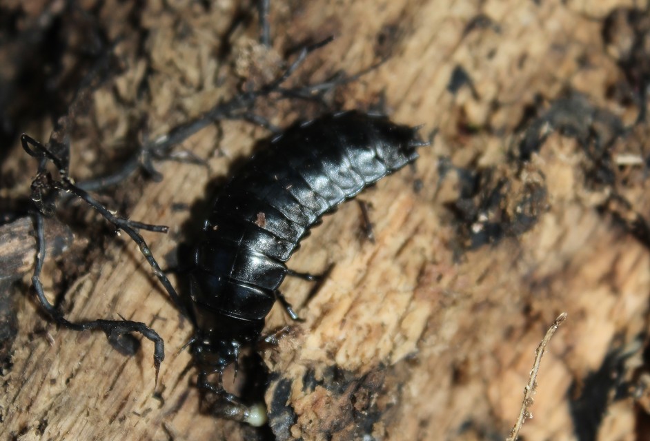 Carabus Carabus