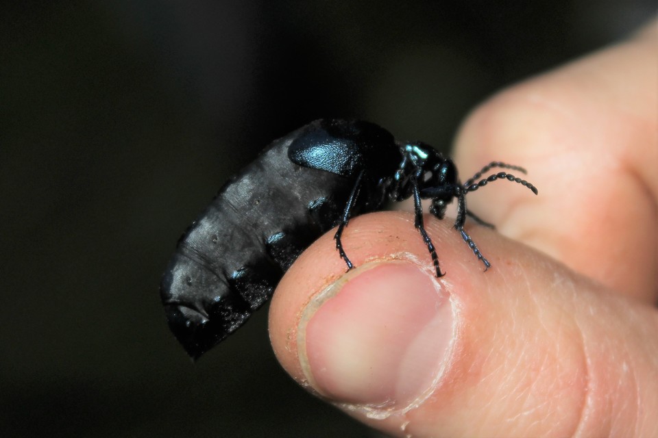 Meloe violaceus - kék nünüke