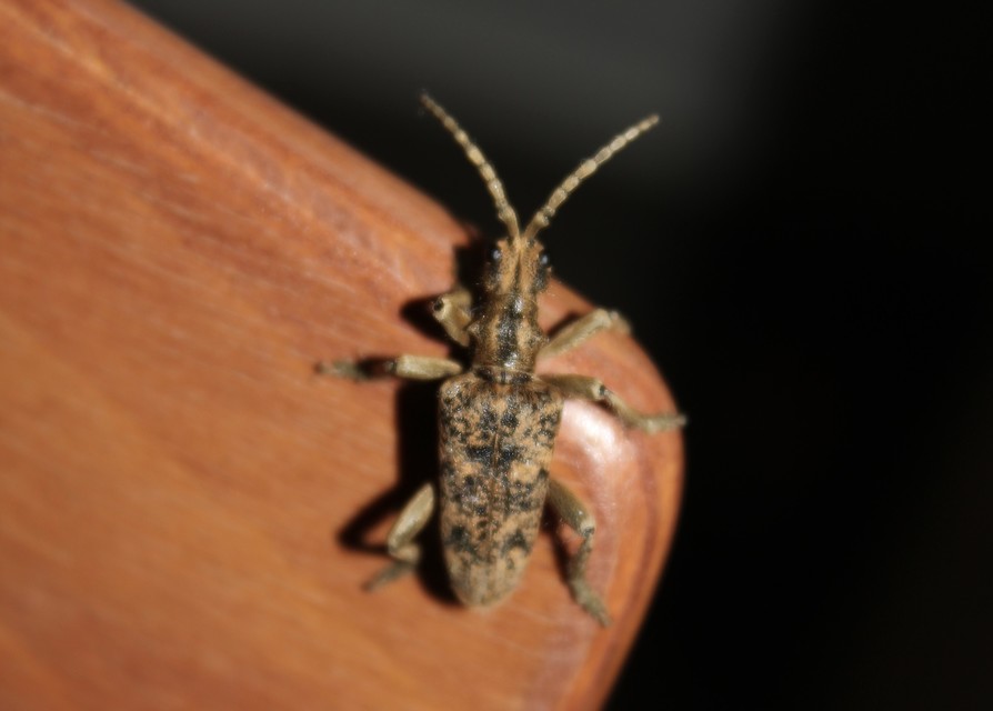 Rhagium sycophanta - tölgyes-tövisescincér