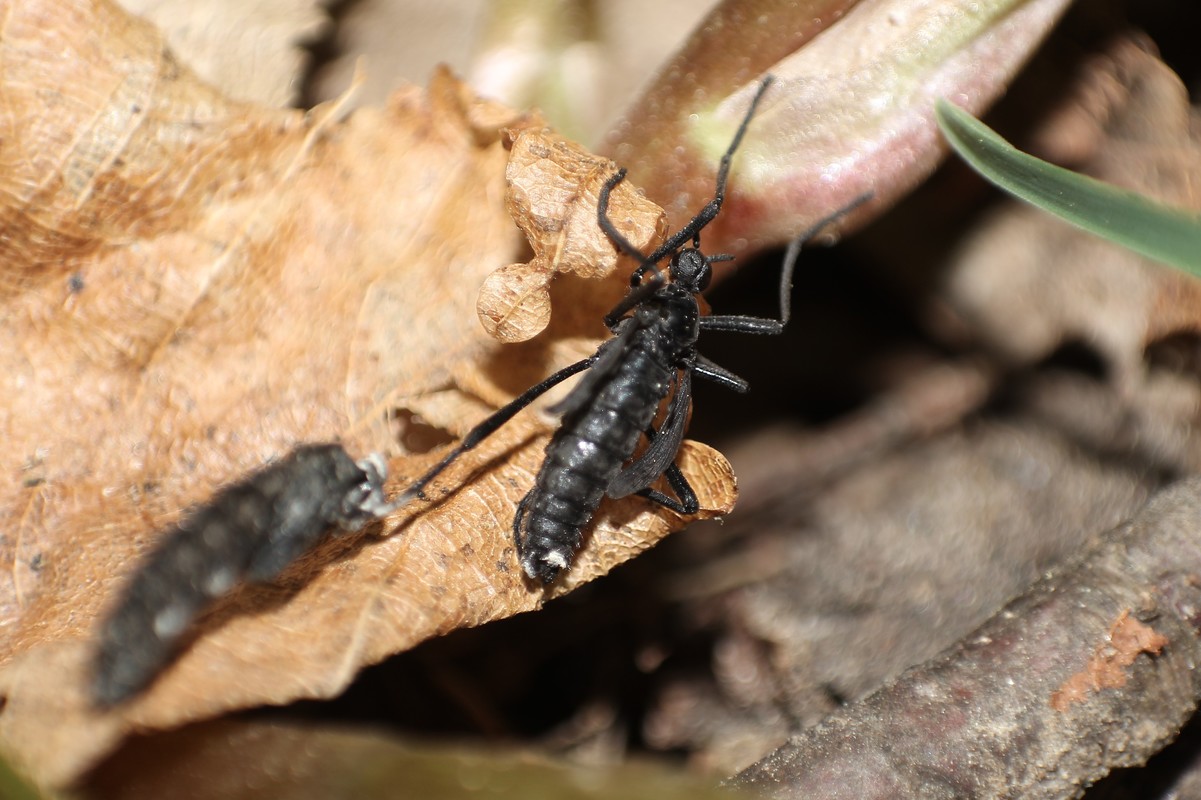 Penthetria funebris