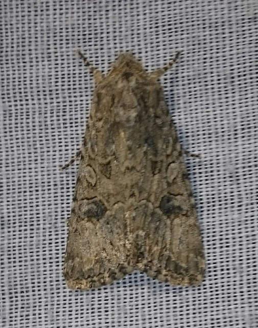 Hadula trifolii - lóherebagoly