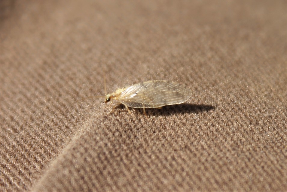 Neuroptera - Recésszárnyúak Neuroptera - Recésszárnyúak