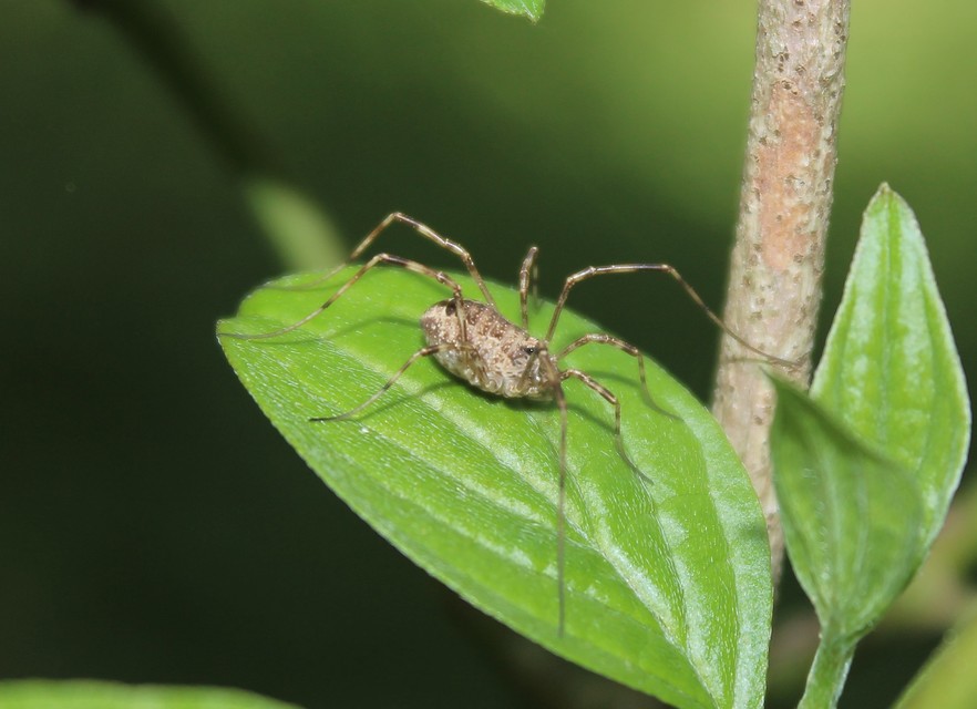 Opiliones - Kaszáspókok
