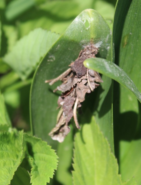 Canephora hirsuta - kormos zsákhordólepke