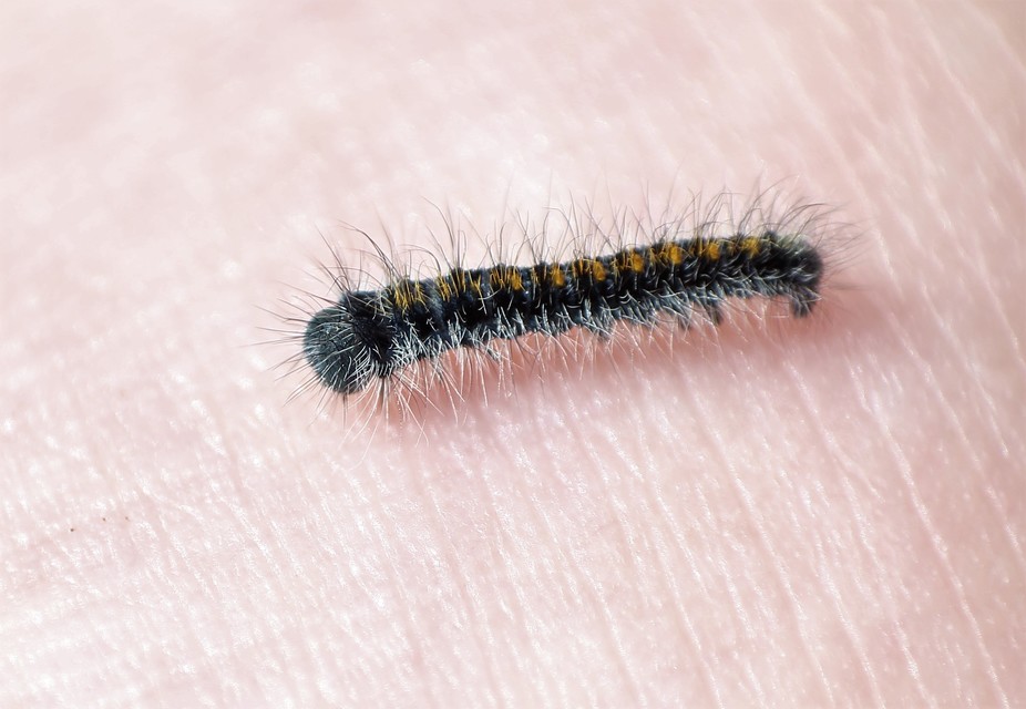 Lasiocampa trifolii - lóhereszövő