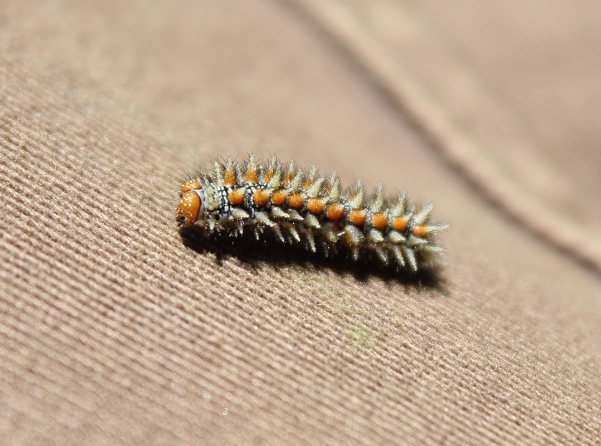 Melitaea didyma - tüzes tarkalepke