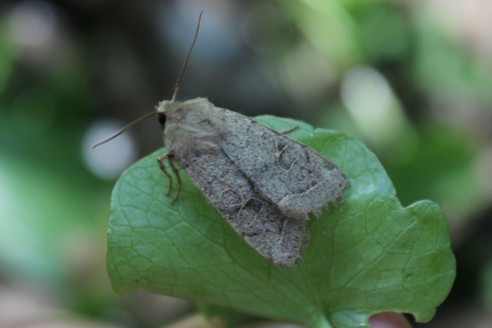 Orthosia cerasi - közepes barkabagoly