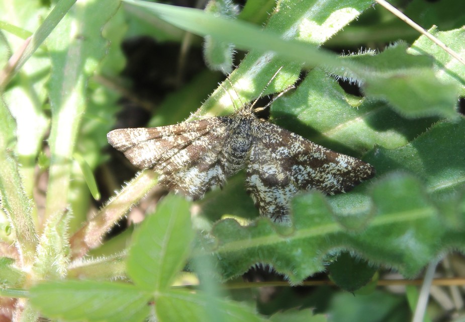 Ematurga atomaria - barna rétiaraszoló