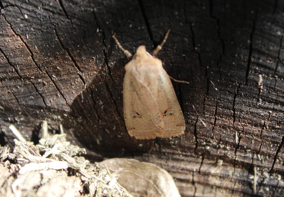 Conistra erythrocephala - vörösfejű őszibagoly