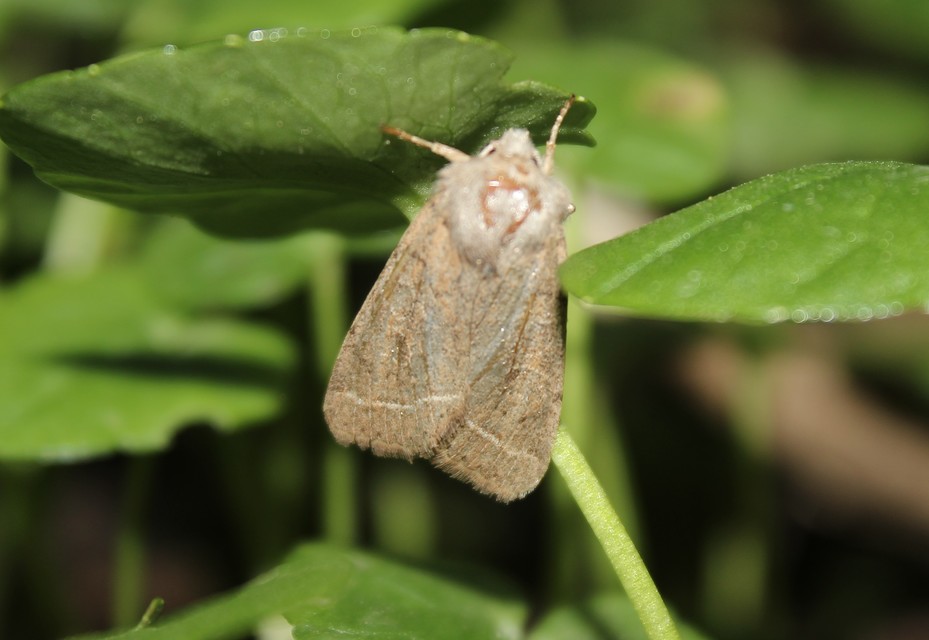 Orthosia cerasi - közepes barkabagoly
