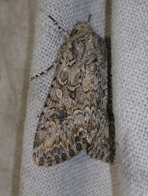 Hadula trifolii - lóherebagoly