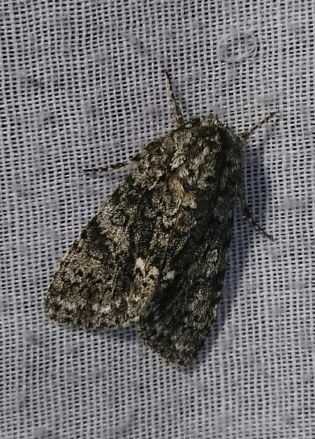Acronicta rumicis - sóska-szigonyosbagoly Acronicta rumicis - sóska-szigonyosbagoly