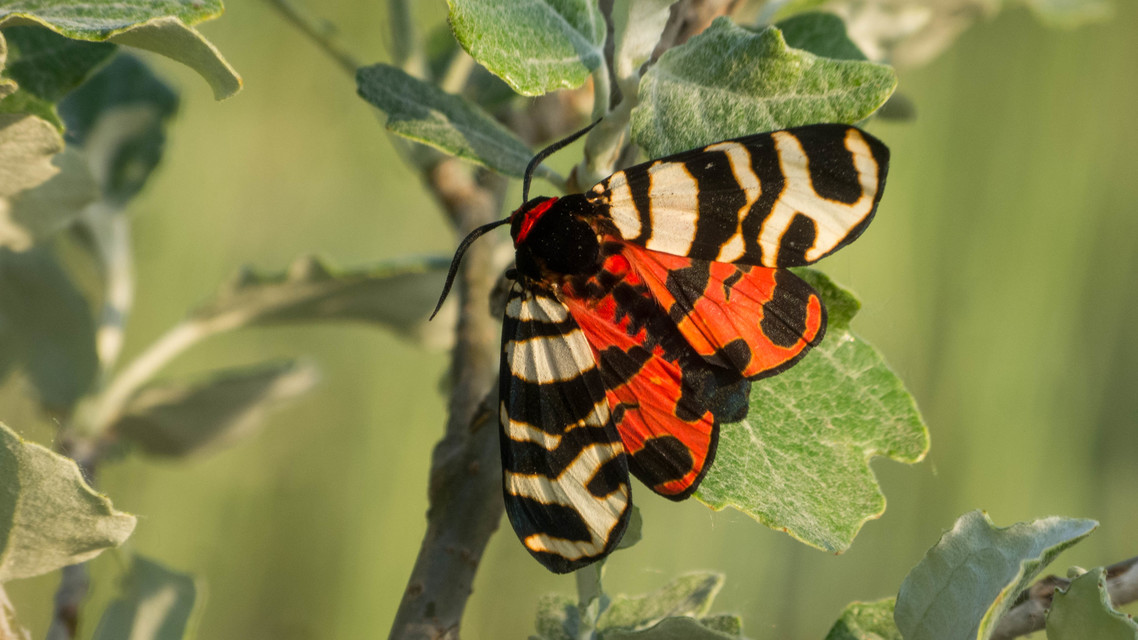Arctia festiva - díszes medvelepke