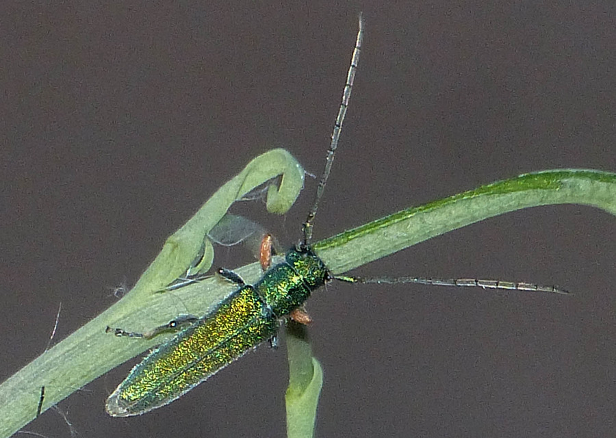 Phytoecia caerulea - fémzöld fűcincér Phytoecia caerulea - fémzöld fűcincér