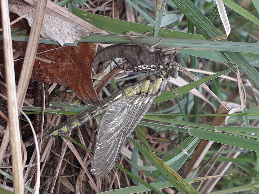Gomphus vulgatissimus - feketelábú folyami-szitakötő