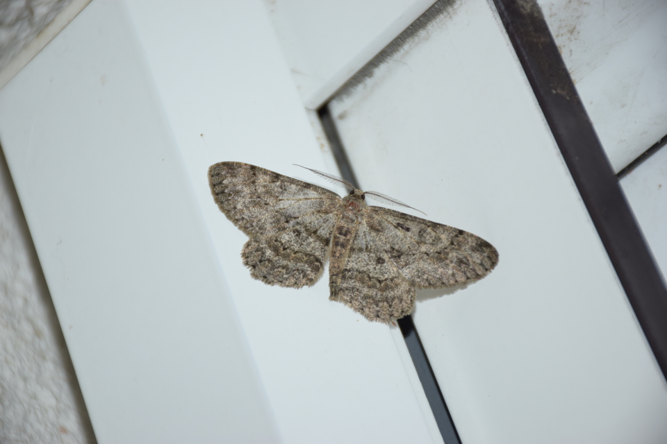 Hypomecis punctinalis - pettyes faaraszoló