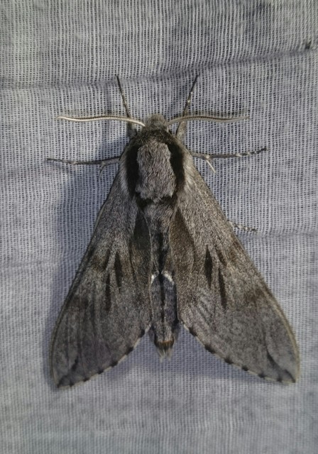 Hyloicus pinastri - fenyőszender