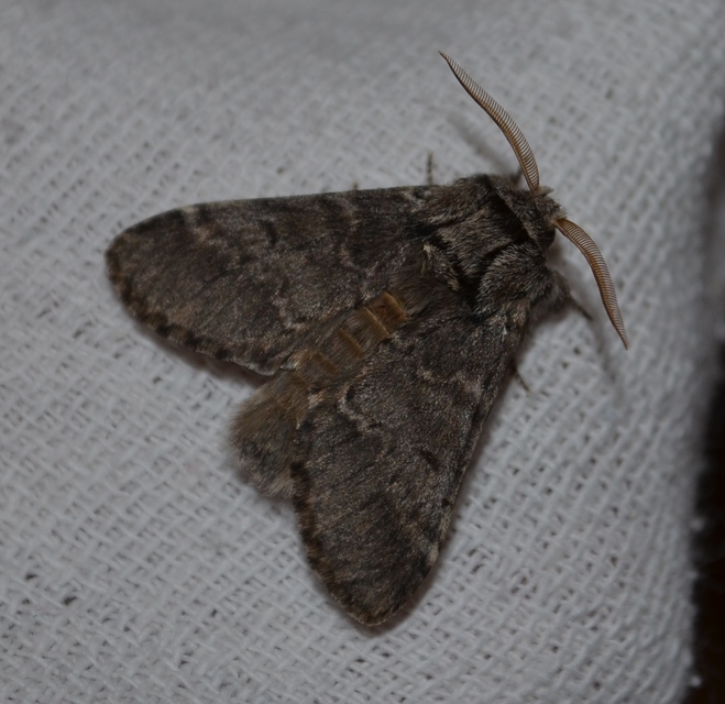 Drymonia ruficornis - cserfa-púposszövő