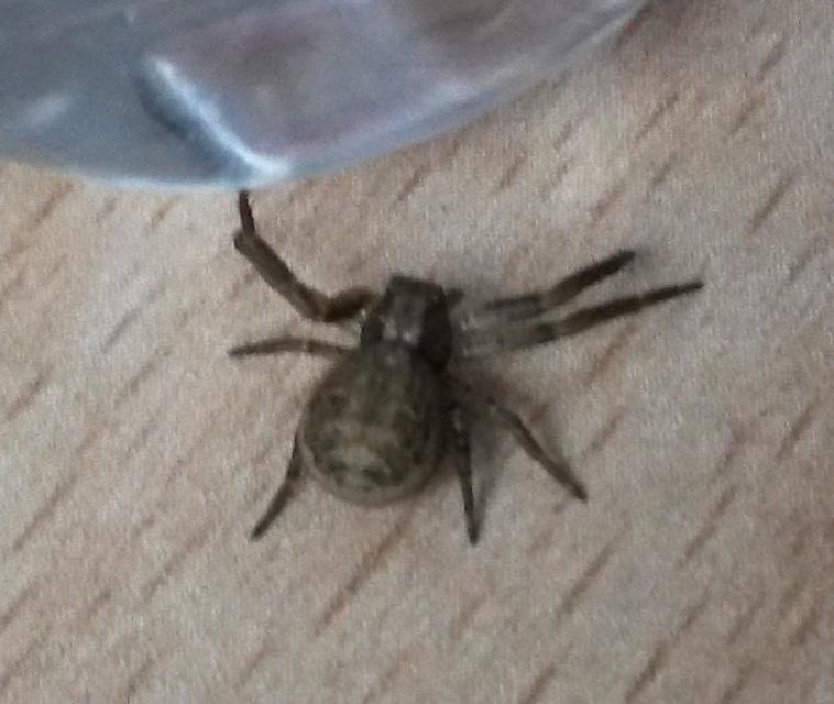 Xysticus
