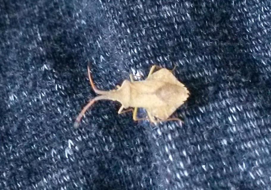 Syromastus rhombeus - vitorlás karimáspoloska