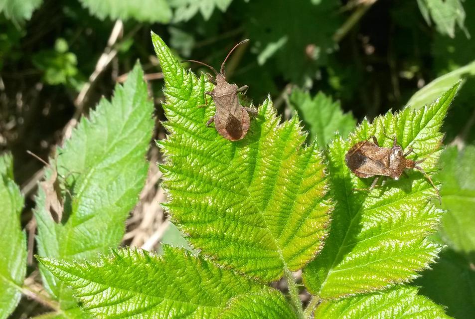Coreus marginatus - közönséges karimáspoloska