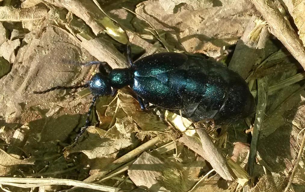 Meloe violaceus - kék nünüke