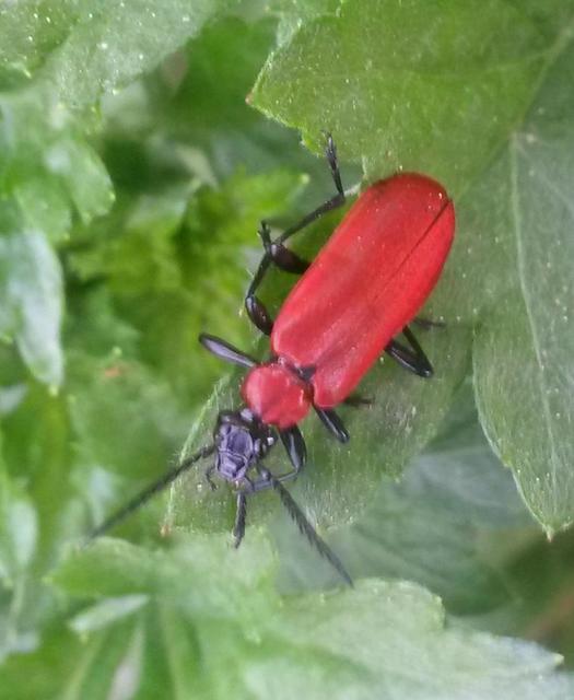 Pyrochroa coccinea - nagy bíborbogár