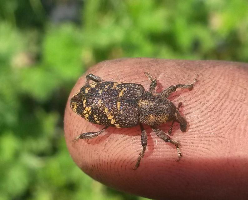 Hylobius abietis - nagy fenyvesormányos
