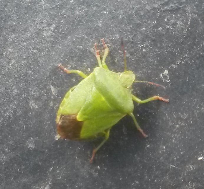 Palomena prasina - zöld bogyómászó-poloska Palomena prasina - zöld bogyómászó-poloska