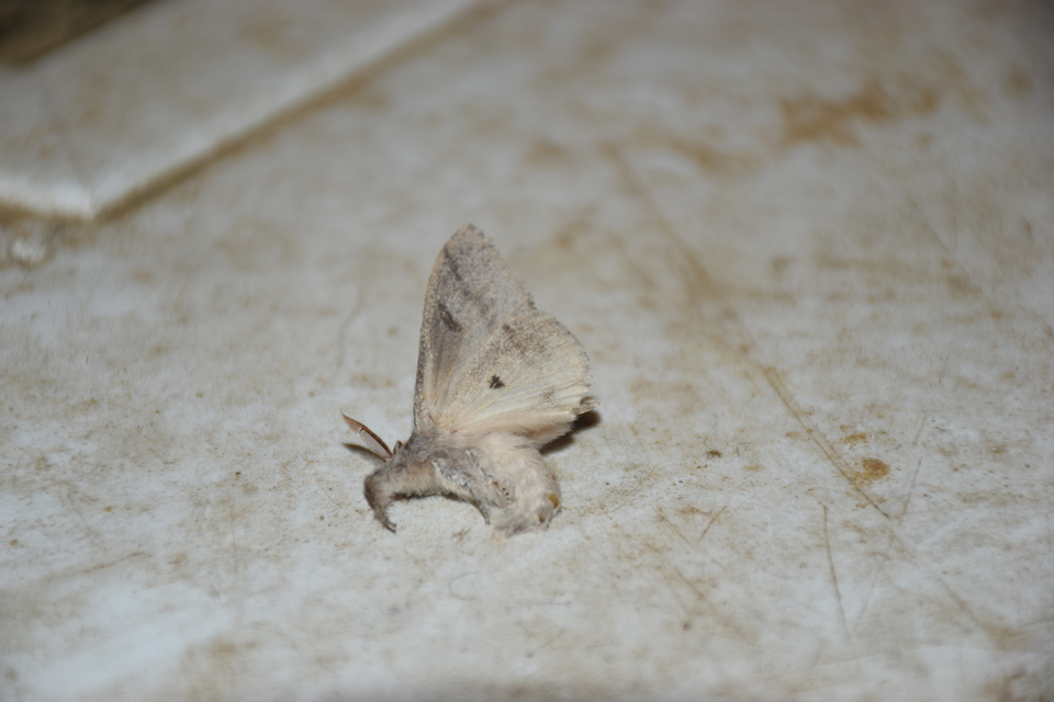 Calliteara pudibunda - hamvasszövő