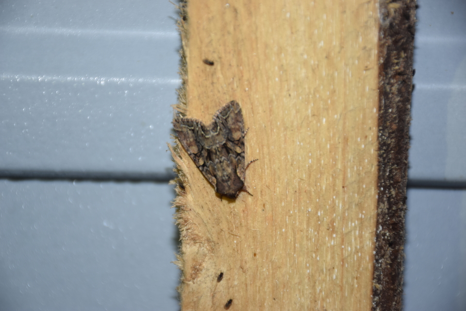 Lacanobia thalassina - borbolya-kertibagoly