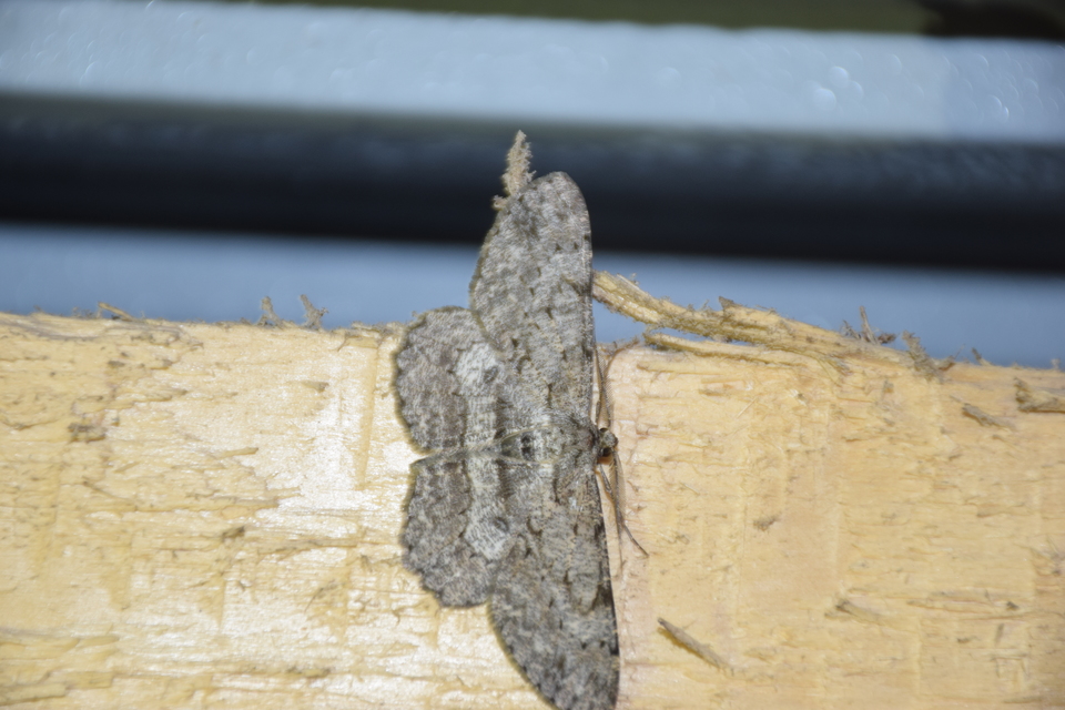 Hypomecis punctinalis - pettyes faaraszoló