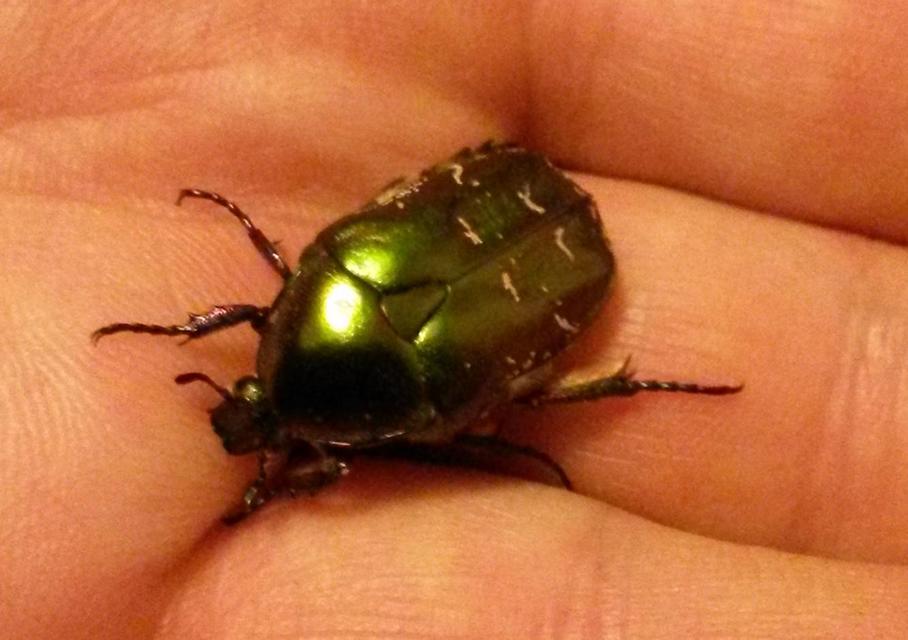 Protaetia cuprea obscura - olajzöld virágbogár