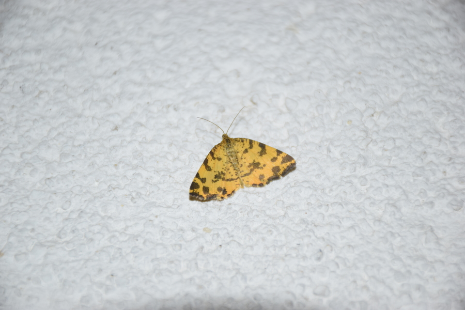 Pseudopanthera macularia - párducfoltos araszoló