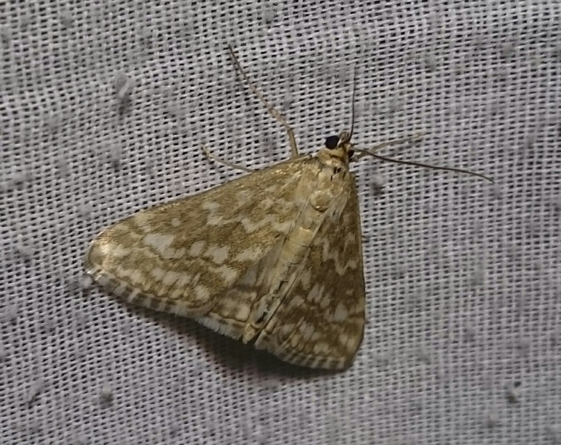 Evergestis frumentalis - tavaszi dudvamoly