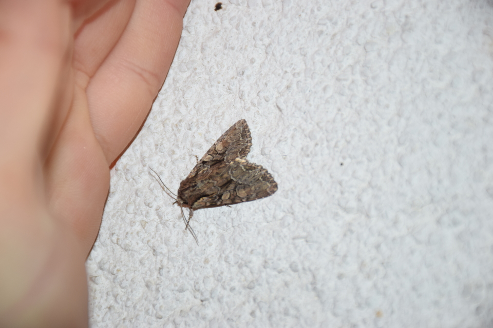 Lacanobia thalassina - borbolya-kertibagoly