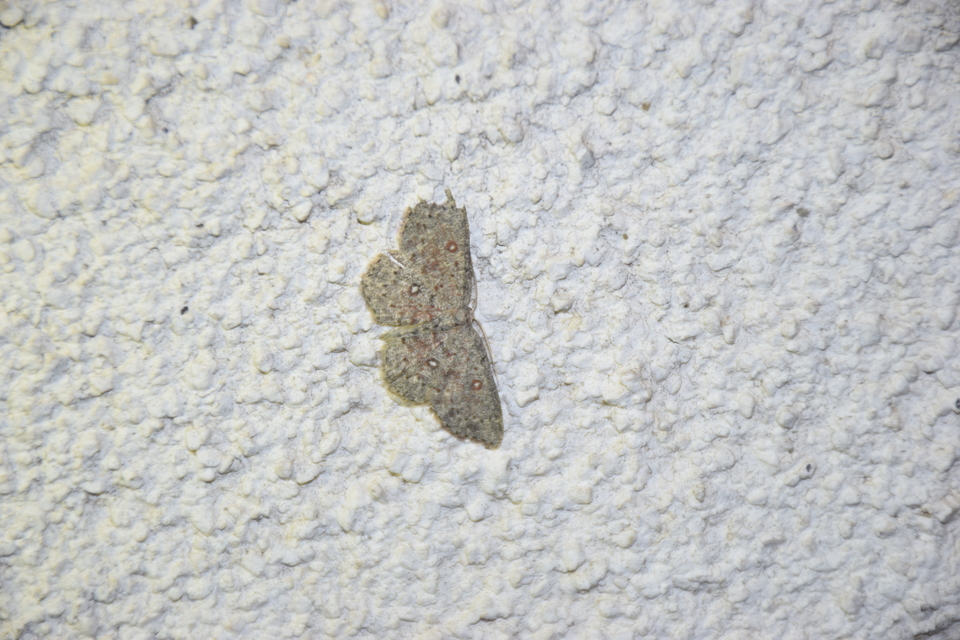 Cyclophora pendularia - fűzfa-pettyesaraszoló