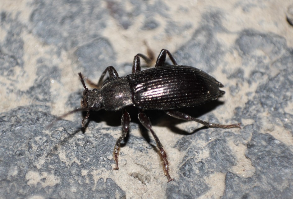 Stenomax aeneus - bronzos gyászbogár