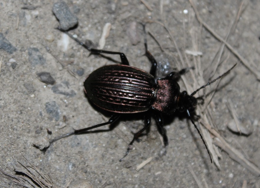 Carabus ulrichii - rezes futrinka
