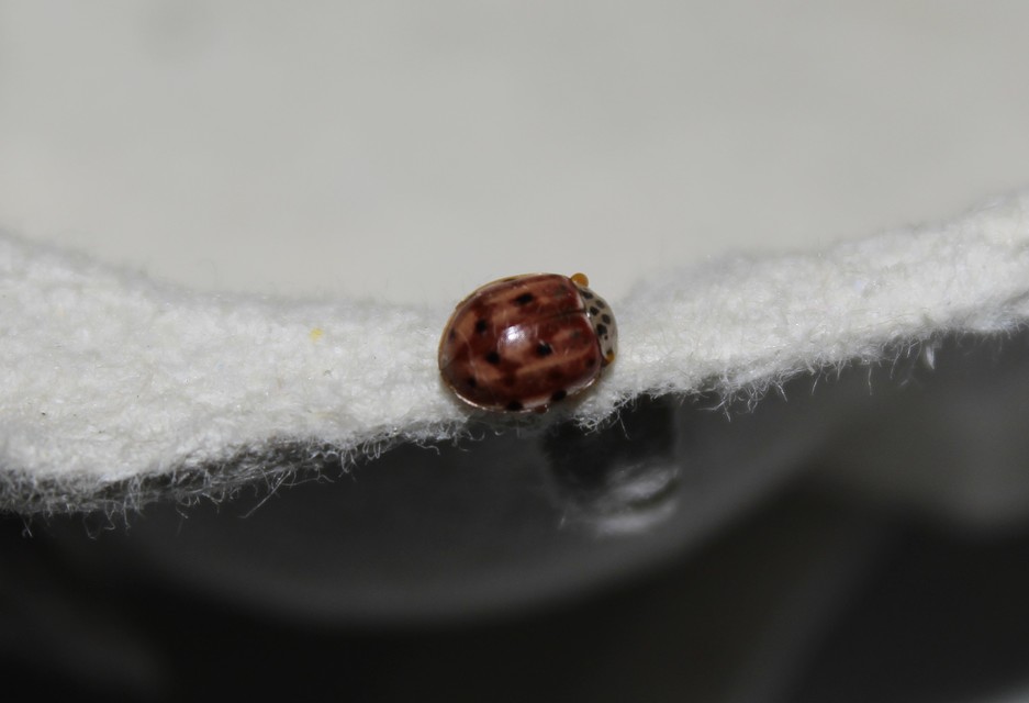 Harmonia quadripunctata - négypettyes katica
