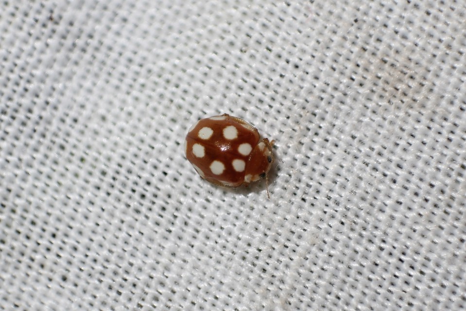 Vibidia duodecimguttata - tizenkétcseppes füsskata