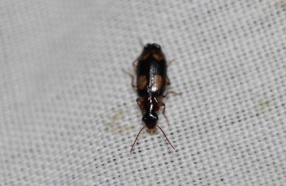 Dromius quadrimaculatus - négyfoltos kéregfutó