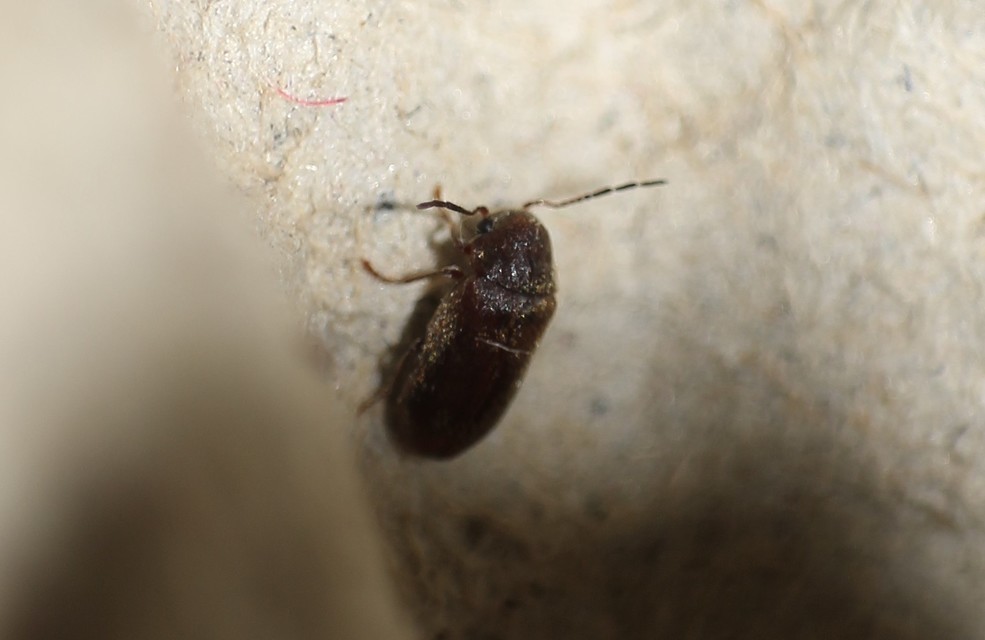 Ptinidae - tolvajbogarak