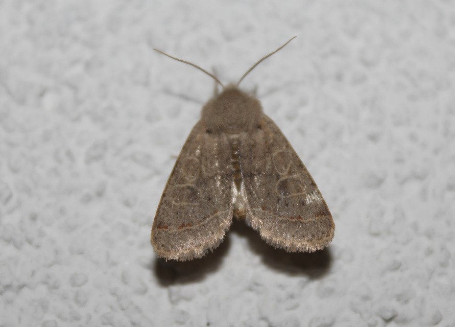 Orthosia cerasi - közepes barkabagoly