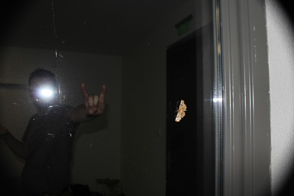 Selenia lunularia - egyfoltos holdasaraszoló