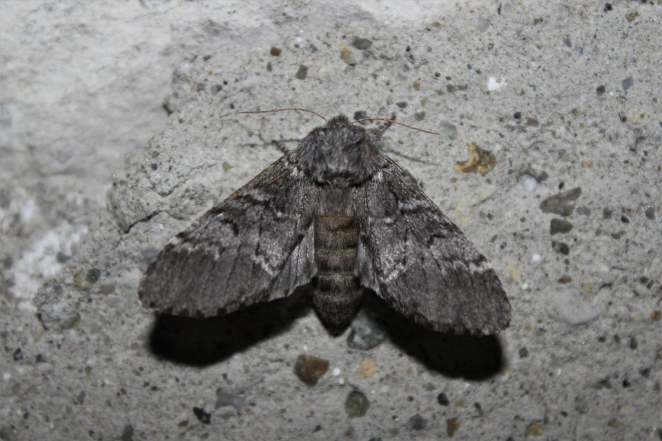 Drymonia ruficornis - cserfa-púposszövő