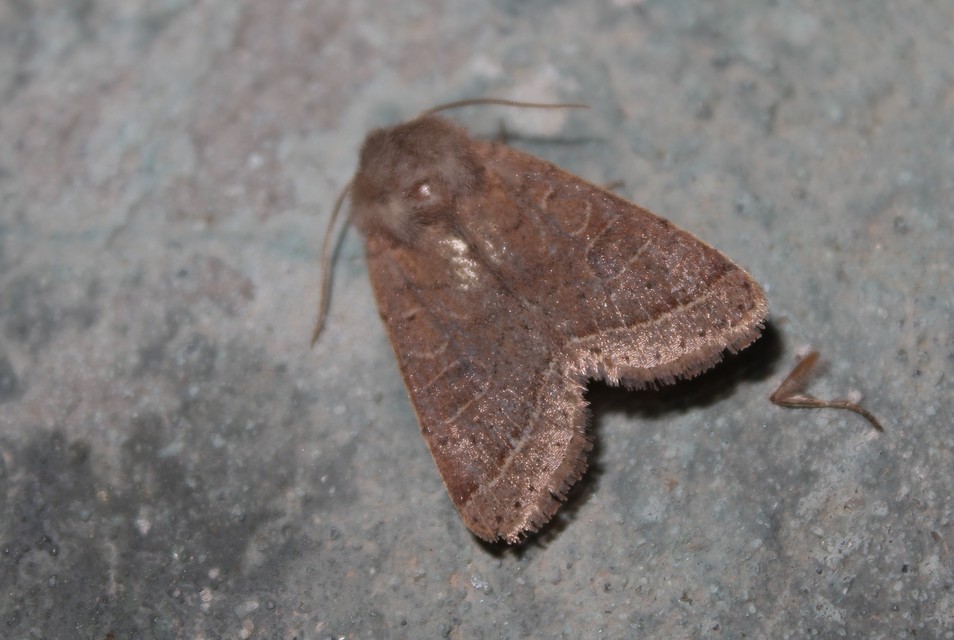 Orthosia cerasi - közepes barkabagoly