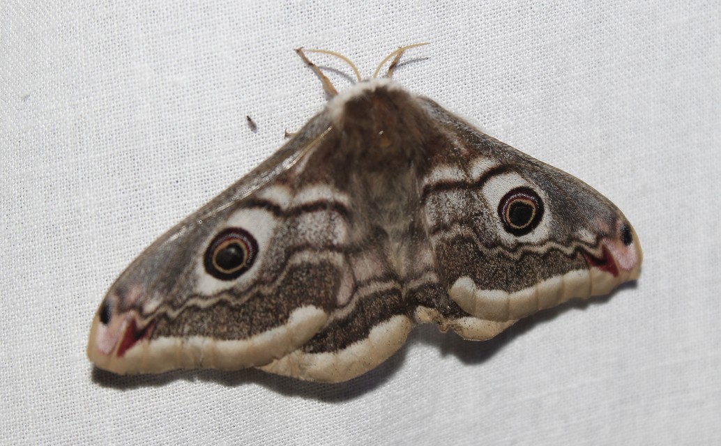 Saturnia pavoniella/pavonia