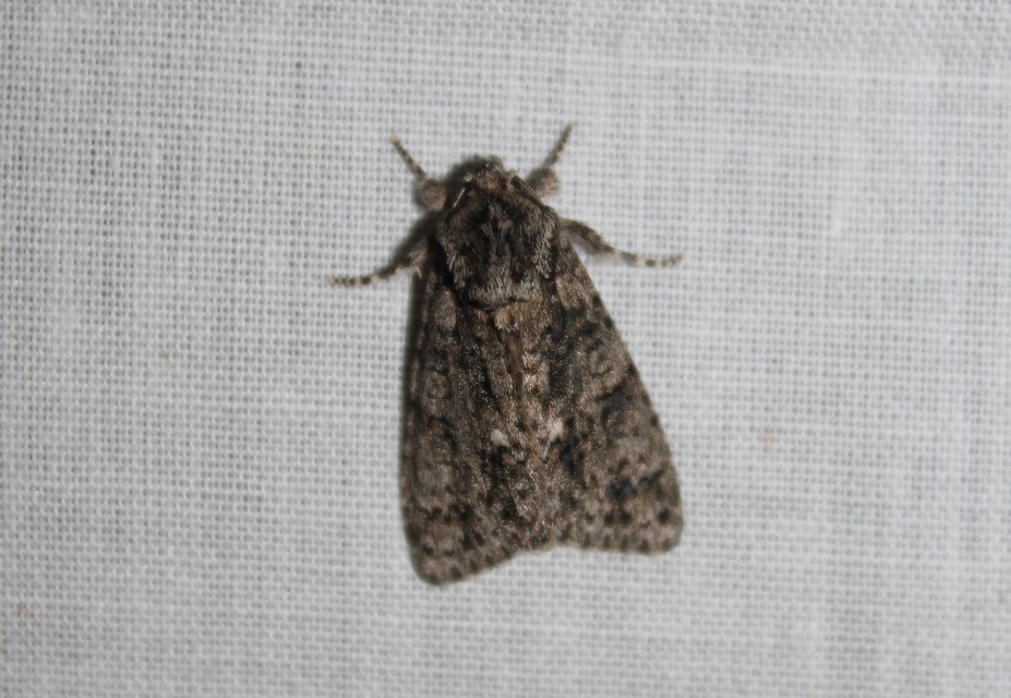 Acronicta rumicis - sóska-szigonyosbagoly Acronicta rumicis - sóska-szigonyosbagoly