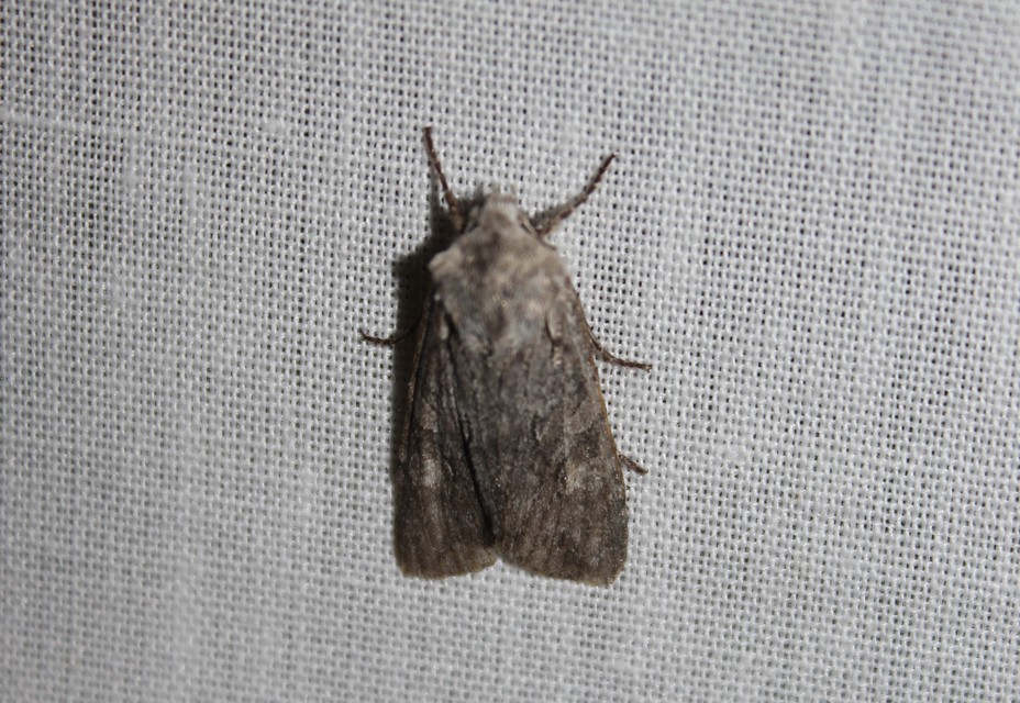Lithophane ornitopus - közönséges fabagoly